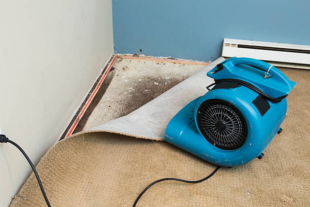 Best Mold removal after water damage  in Waynesville, MO